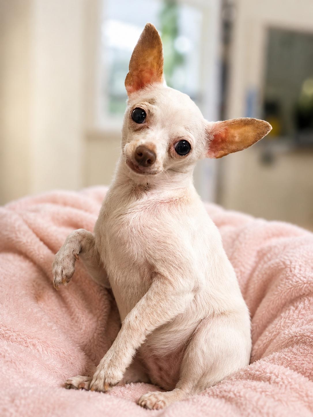 Spice, an adopted Chihuahua in Gloucester, VA image 1/2