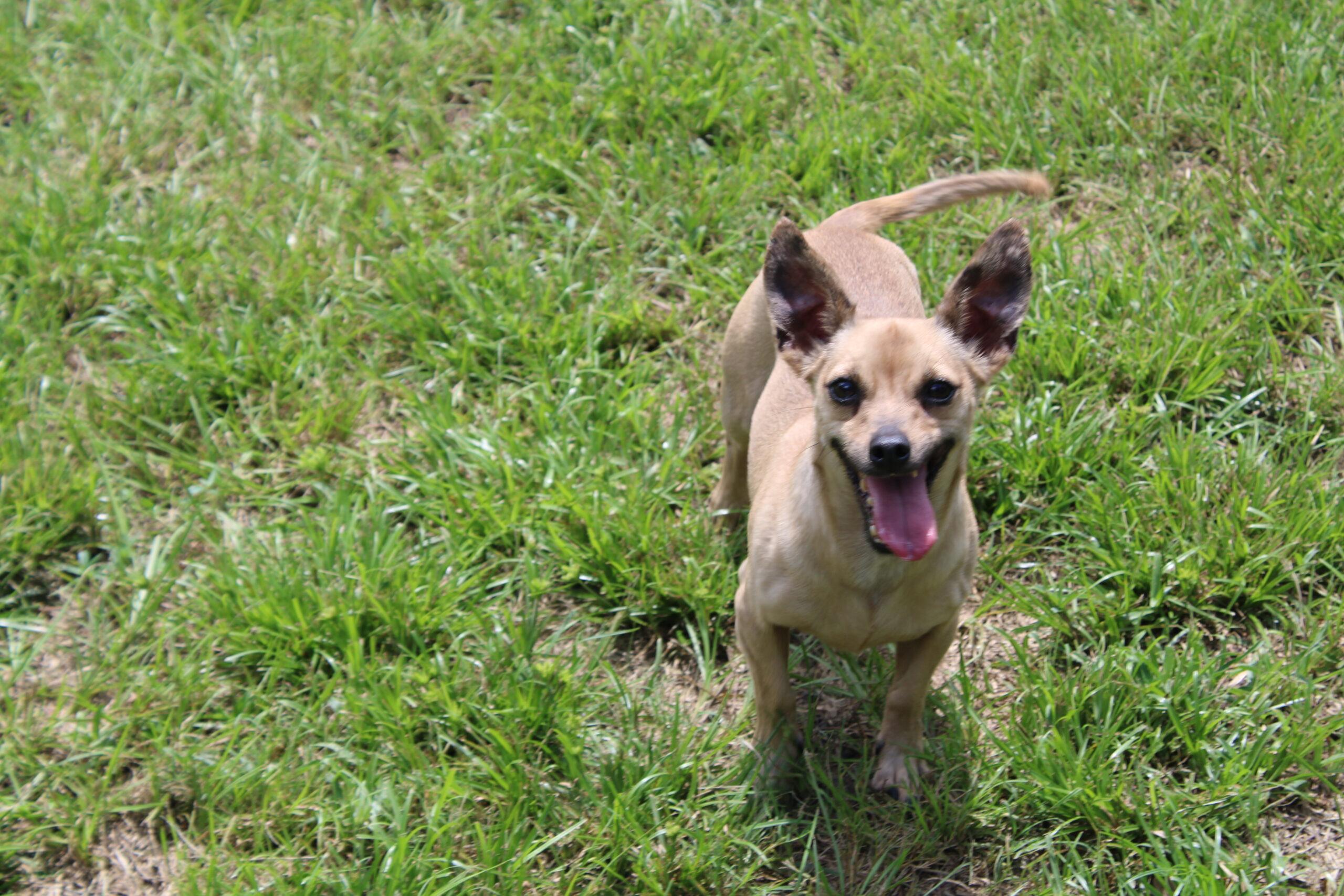Joey, a Adoptable Chihuahua in Wauchula, FL image 1/8