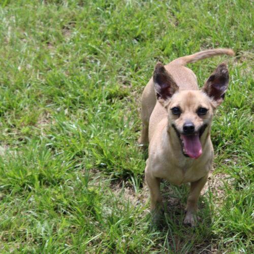 Joey, Adoptable, Young Male Chihuahua.