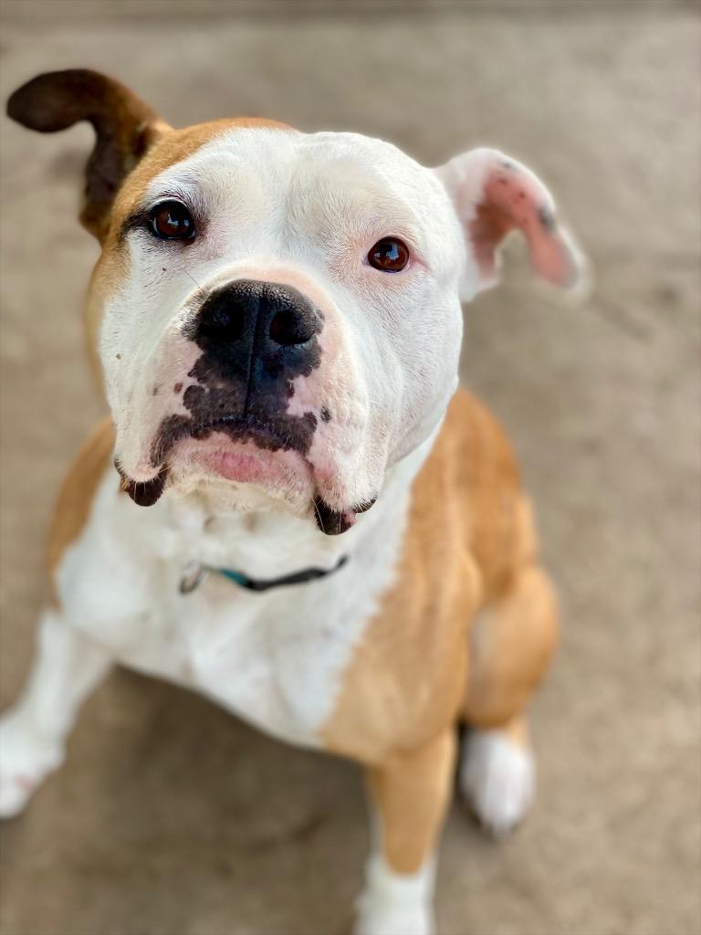 Winnie, Adoptable, Adult Female American Bulldog & Mixed Breed.
