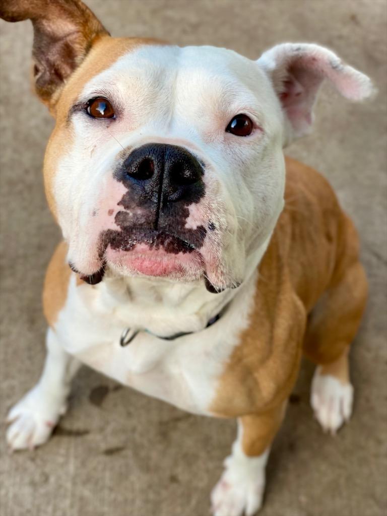 Enlarge Winnie, a Adoptable mixed breed in Urbandale, IA image 2/4