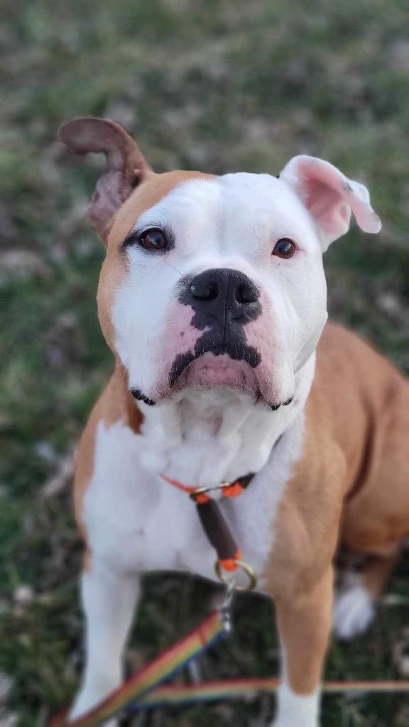 Enlarge Winnie, a Adoptable mixed breed in Urbandale, IA image 3/4