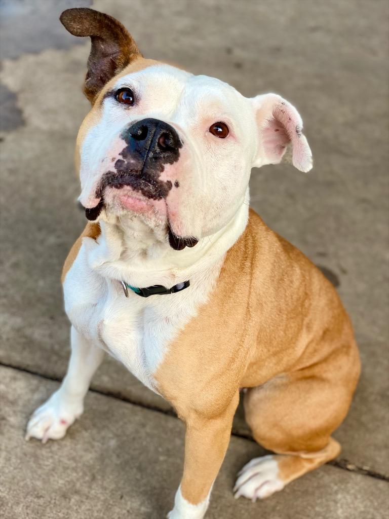 Enlarge Winnie, a Adoptable mixed breed in Urbandale, IA image 4/4