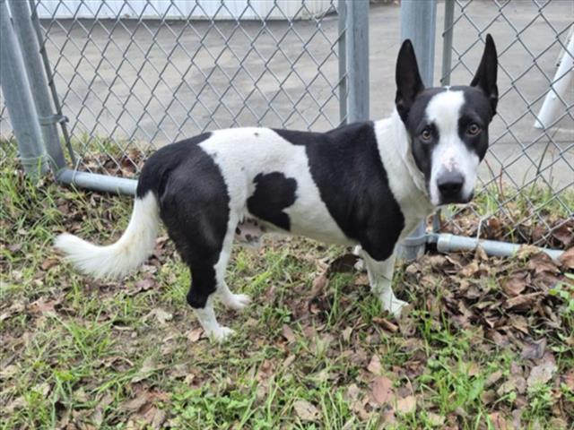 JUNO, Adoptable, Adult Male Staffordshire Bull Terrier & Mixed Breed.