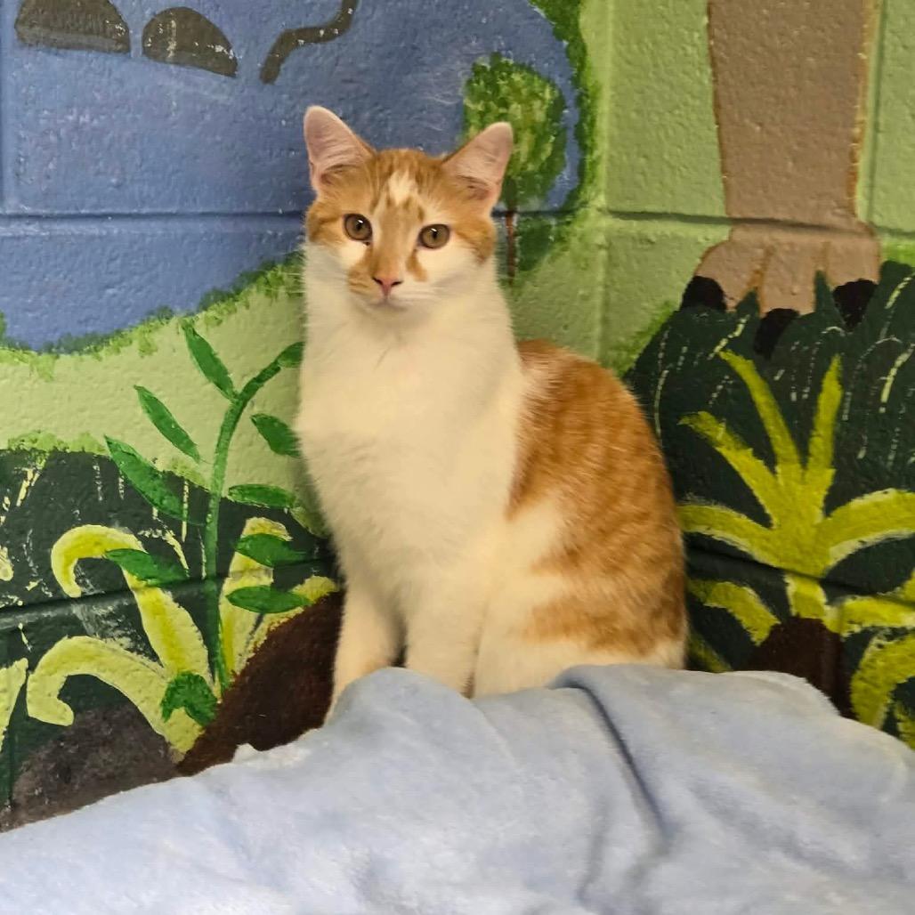 Enlarge Cinnamon, a Adoptable Domestic Short Hair in Newport, TN image 1/3
