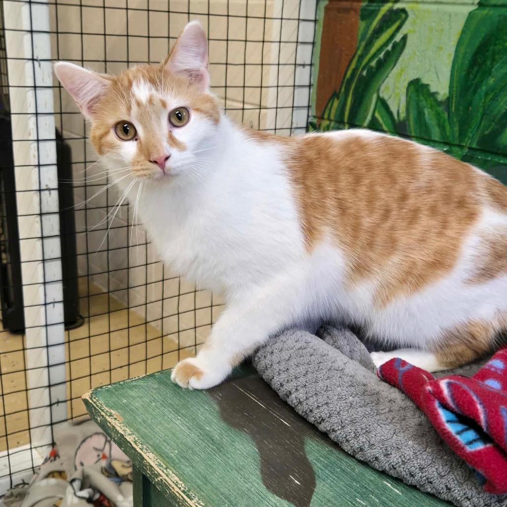 Enlarge Cinnamon, a Adoptable Domestic Short Hair in Newport, TN image 2/3