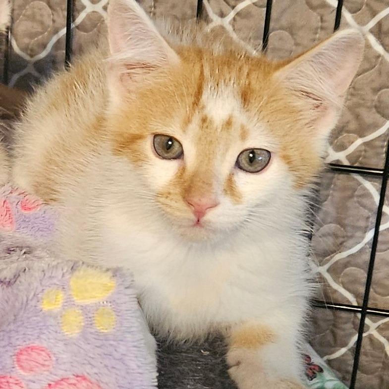 Cinnamon, Adoptable, Young Male Domestic Short Hair.