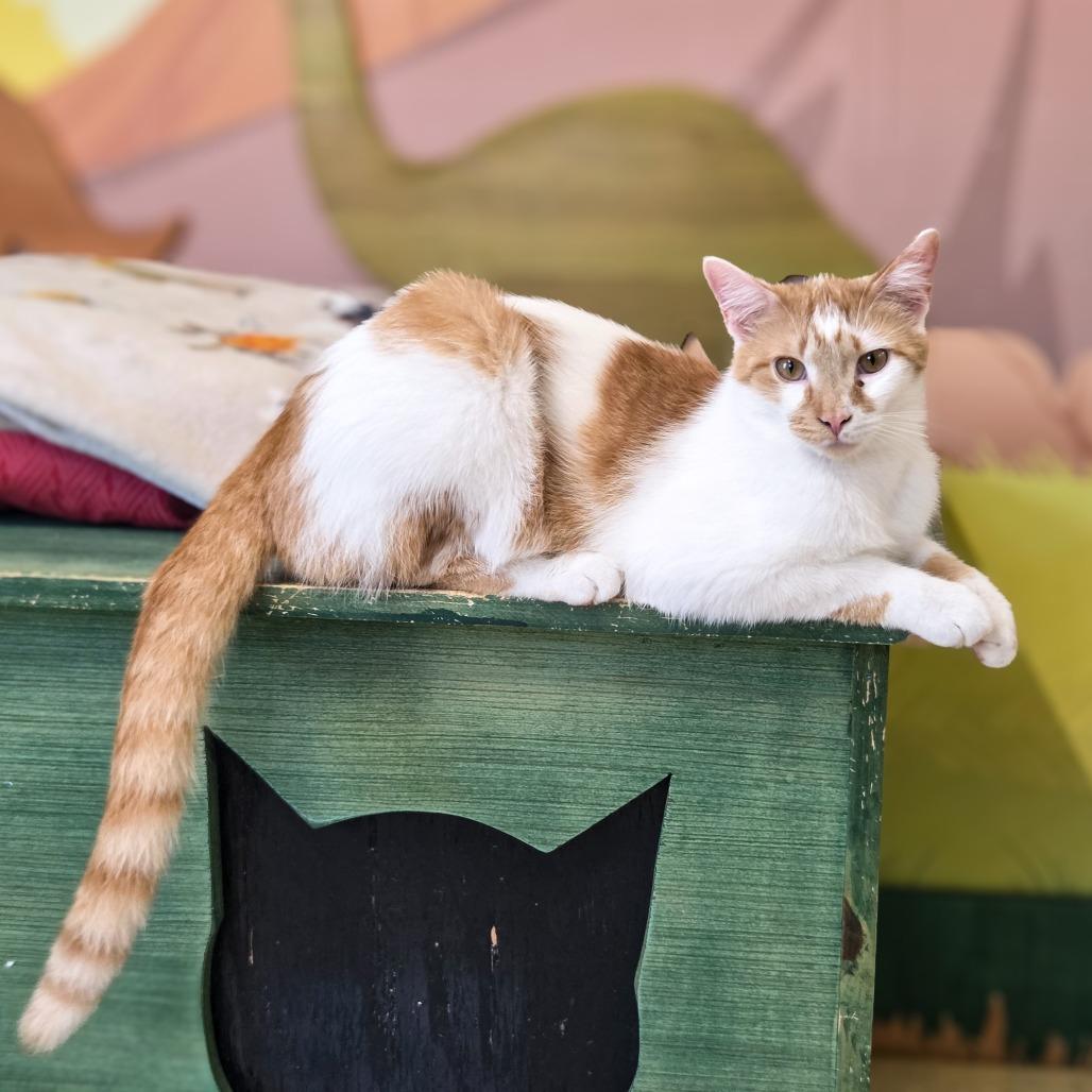Enlarge Cinnamon, a Adoptable Domestic Short Hair in Newport, TN image 3/4