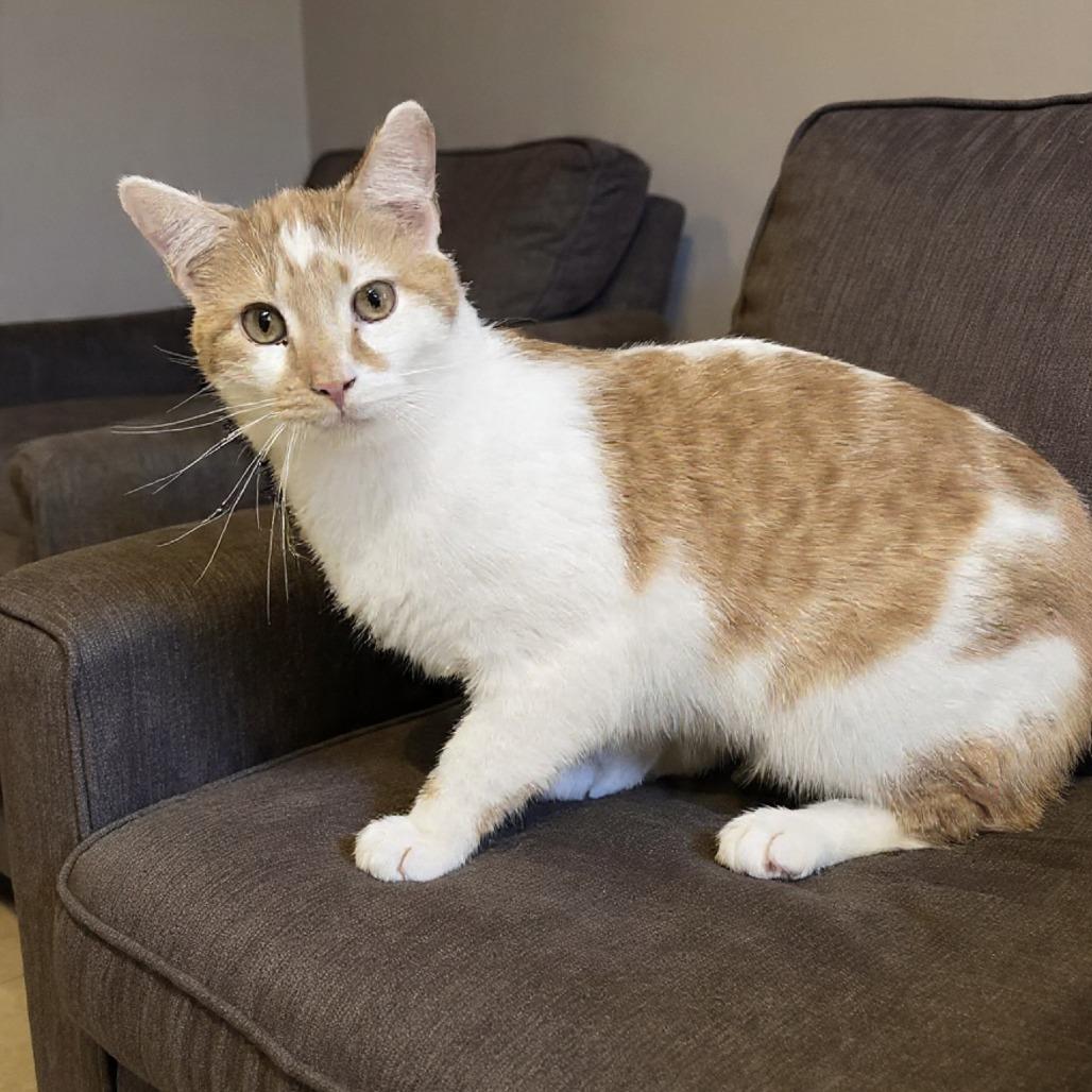 Enlarge Cinnamon, a Adoptable Domestic Short Hair in Newport, TN image 3/3