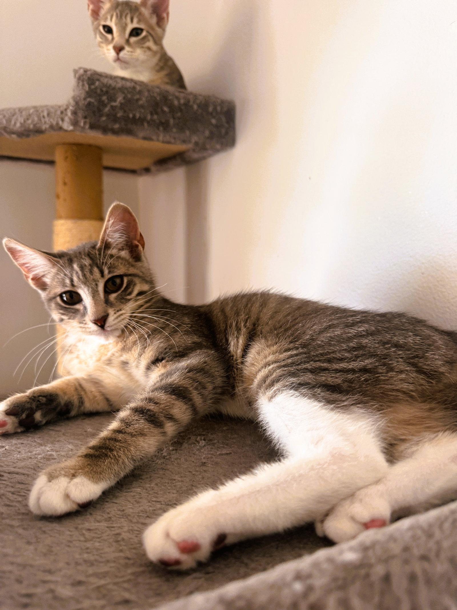 Peggy, Adoptable, Kitten Female Domestic Short Hair & Tabby.