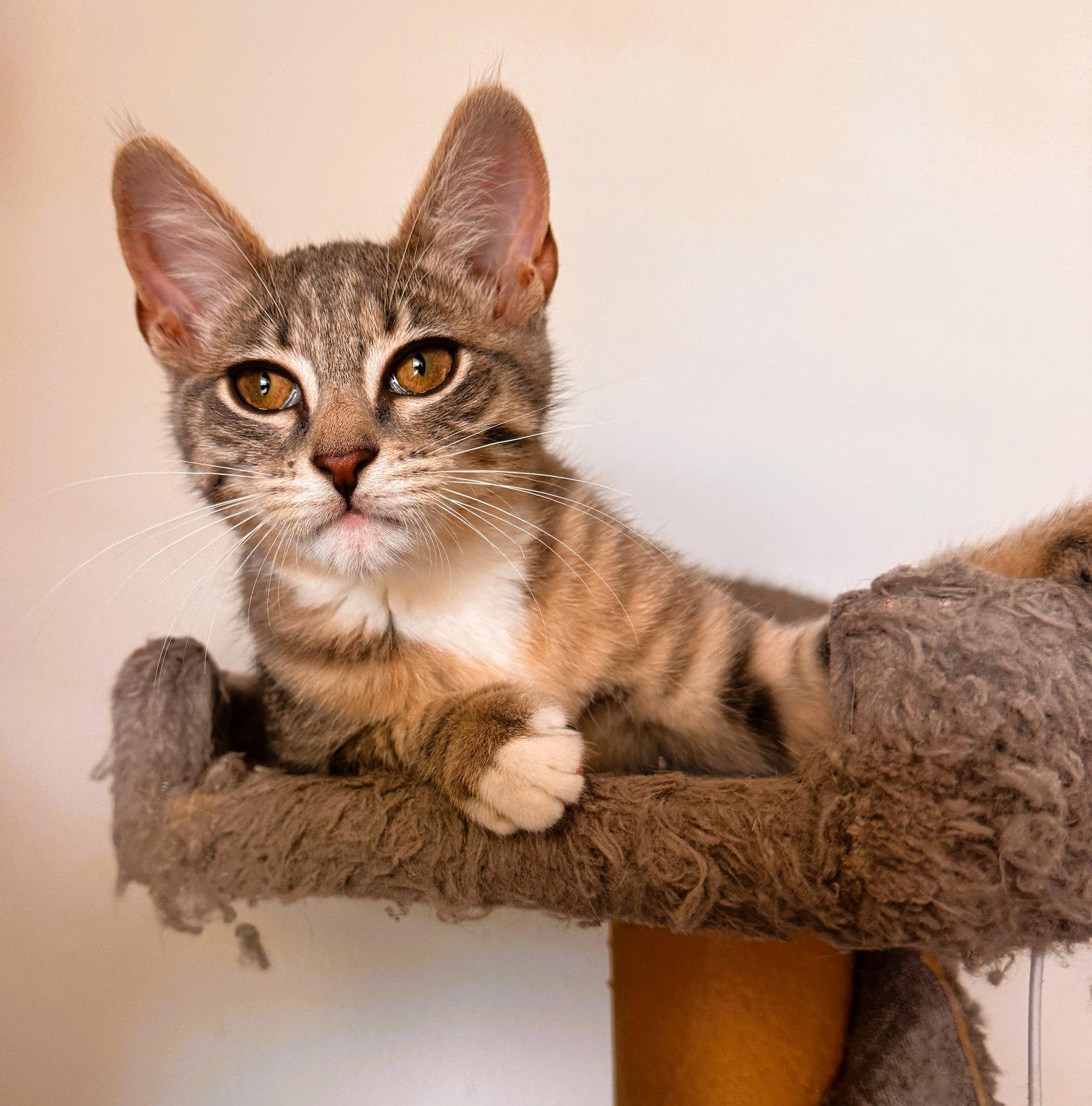 Enlarge Peggy, a Adoptable mixed breed in Lighthouse Point, FL image 3/3