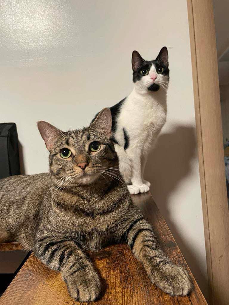 Enlarge Panda (m) & Amber (f), a Adoptable Domestic Short Hair in Fresh Meadows, NY image 1/6