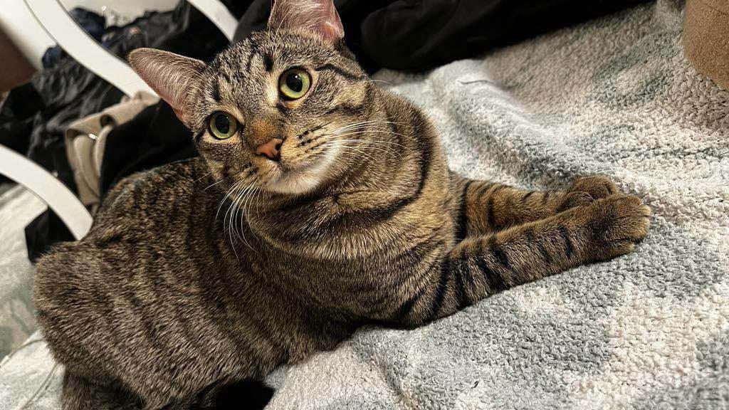 Enlarge Panda (m) & Amber (f), a Adoptable Domestic Short Hair in Fresh Meadows, NY image 2/6