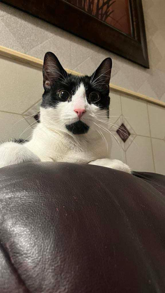 Enlarge Panda (m) & Amber (f), a Adoptable Domestic Short Hair in Fresh Meadows, NY image 3/6