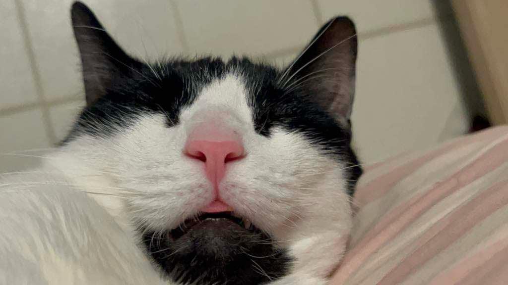 Enlarge Panda (m) & Amber (f), a Adoptable Domestic Short Hair in Fresh Meadows, NY image 4/6