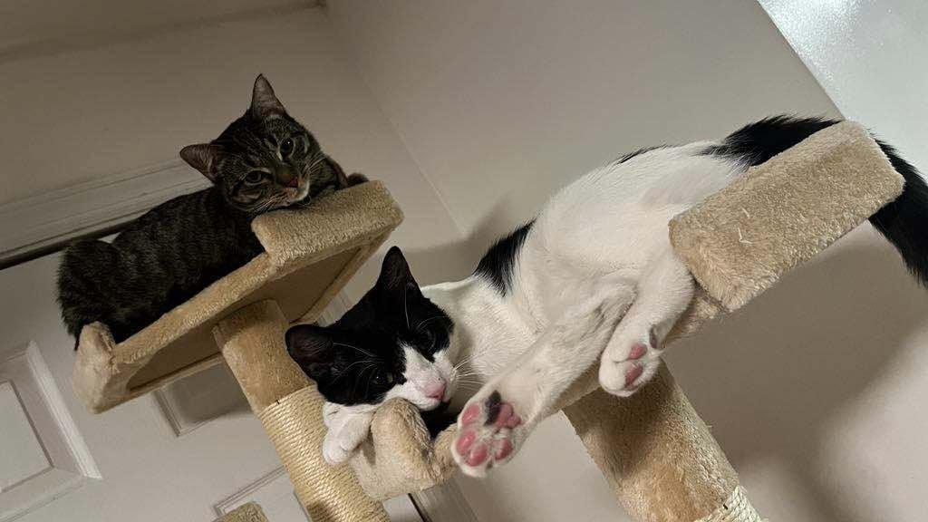 Enlarge Panda (m) & Amber (f), a Adoptable Domestic Short Hair in Fresh Meadows, NY image 5/6