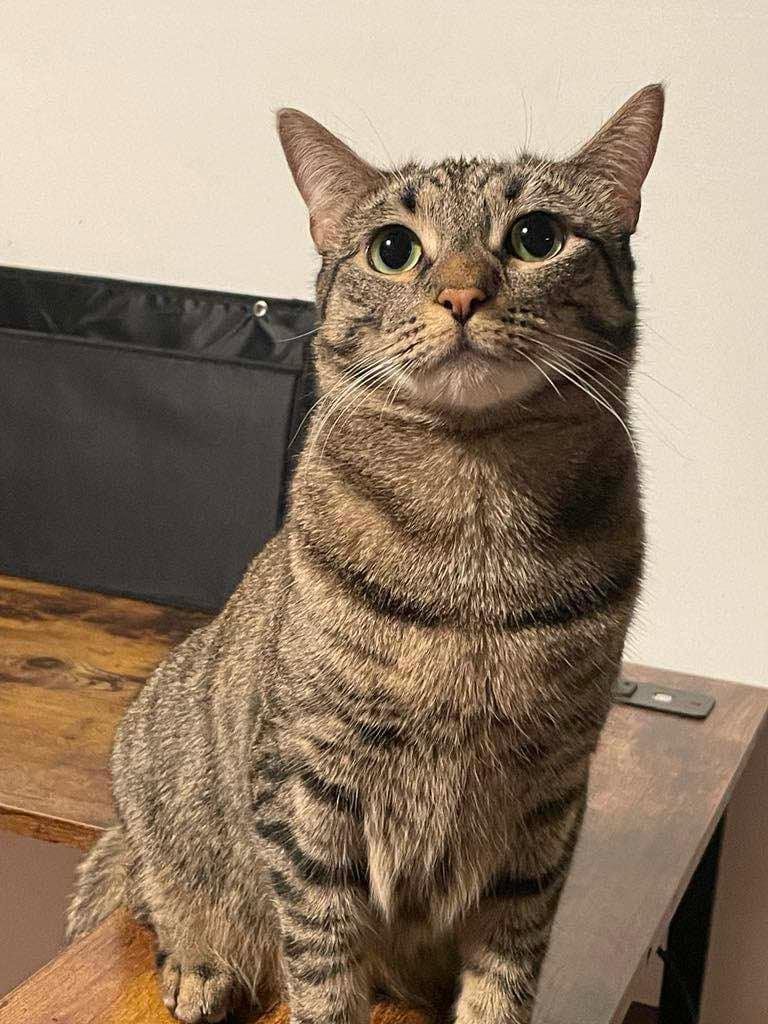 Enlarge Panda (m) & Amber (f), a Adoptable Domestic Short Hair in Fresh Meadows, NY image 6/6