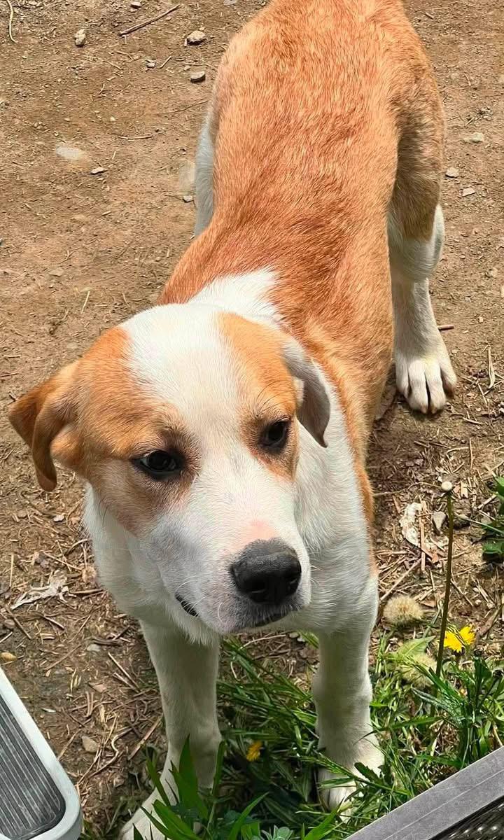 Moose, a ADOPTABLE mixed breed in Brooks, ME image 2/2