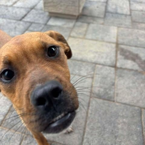 Enlarge Janice, a Adoptable mixed breed in Mesa, AZ image 2/4