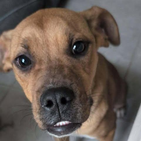 Enlarge Janice, a Adoptable mixed breed in Mesa, AZ image 1/4