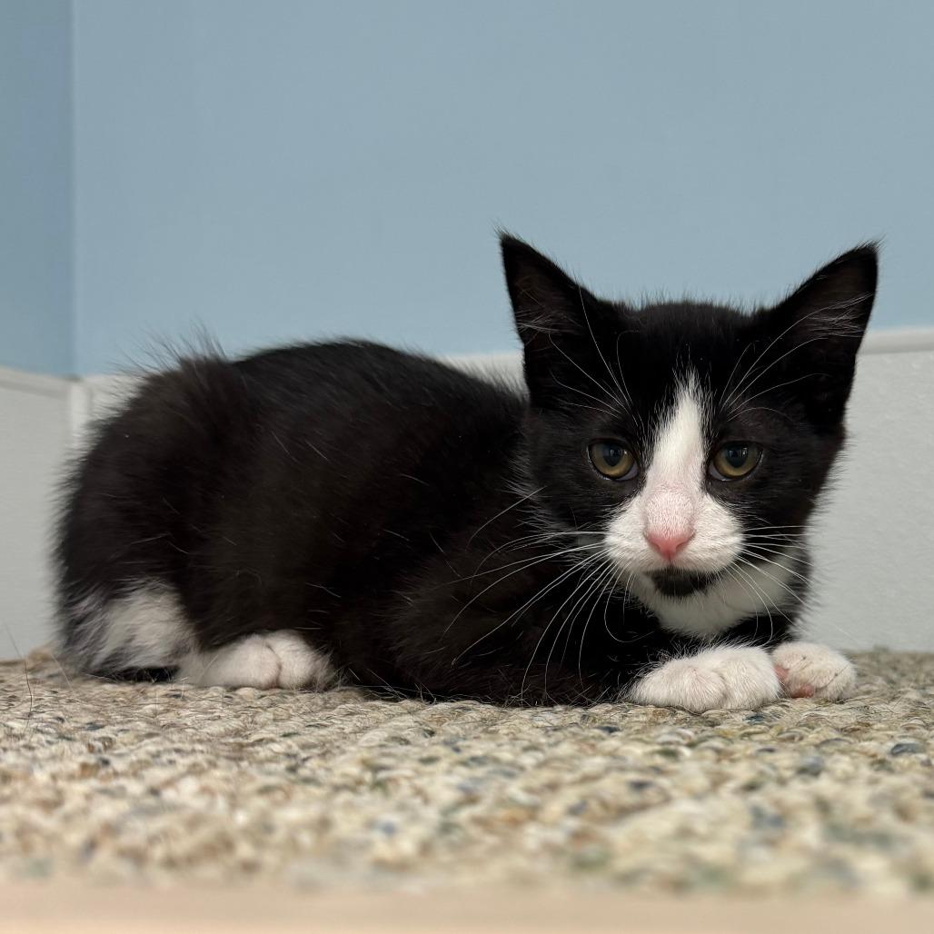 Athena, Adoptable, Kitten Female Domestic Short Hair.