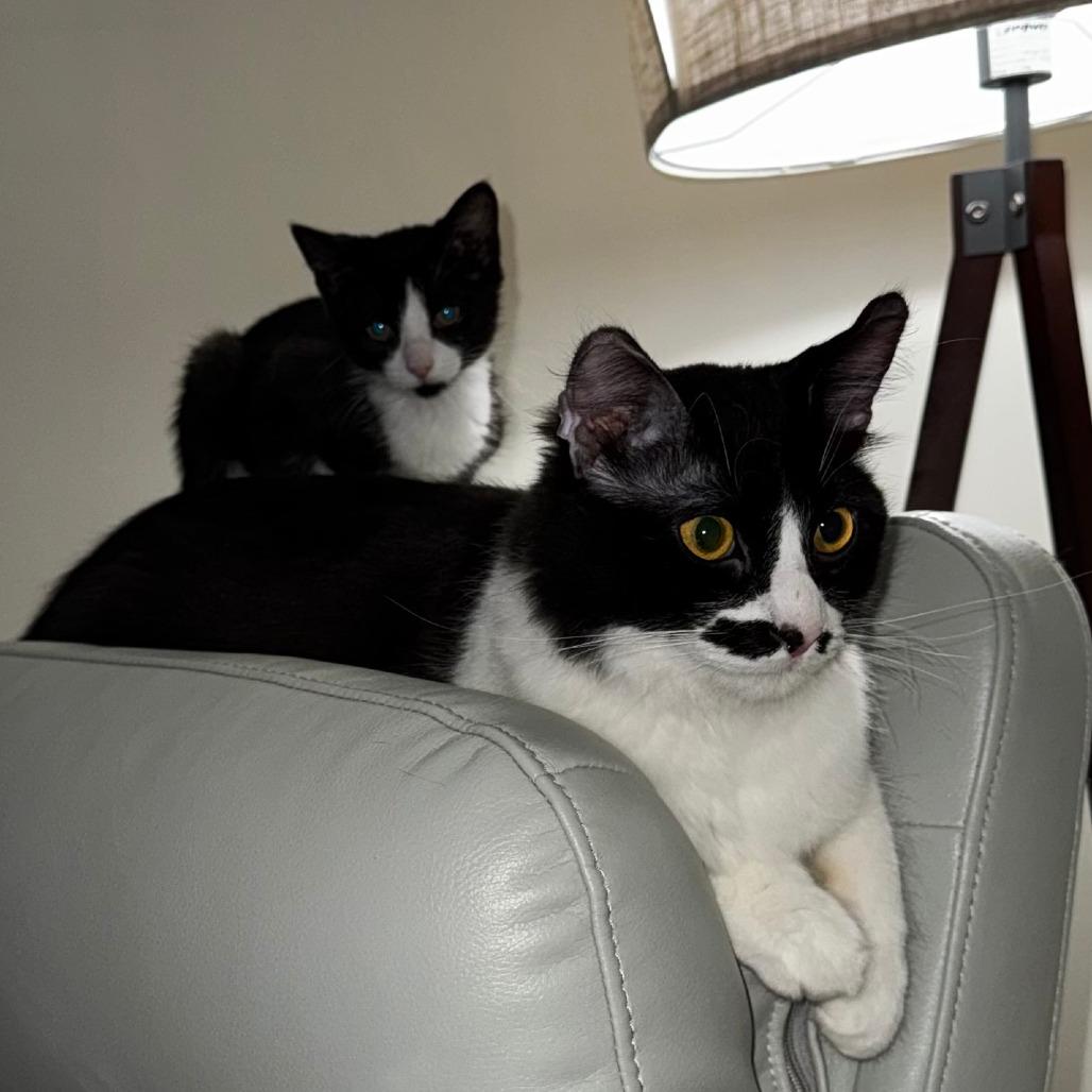 Athena, a Adoptable Domestic Short Hair in Deerfield, IL image 2/3