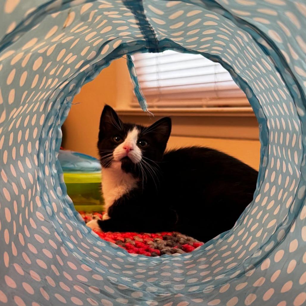 Athena, a Adoptable Domestic Short Hair in Deerfield, IL image 3/3