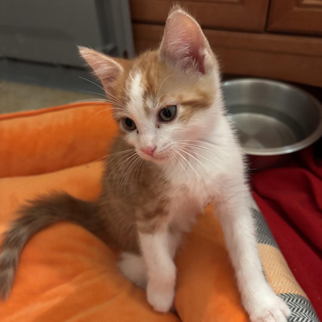 Eddie, Adoptable, Kitten Male Domestic Short Hair.