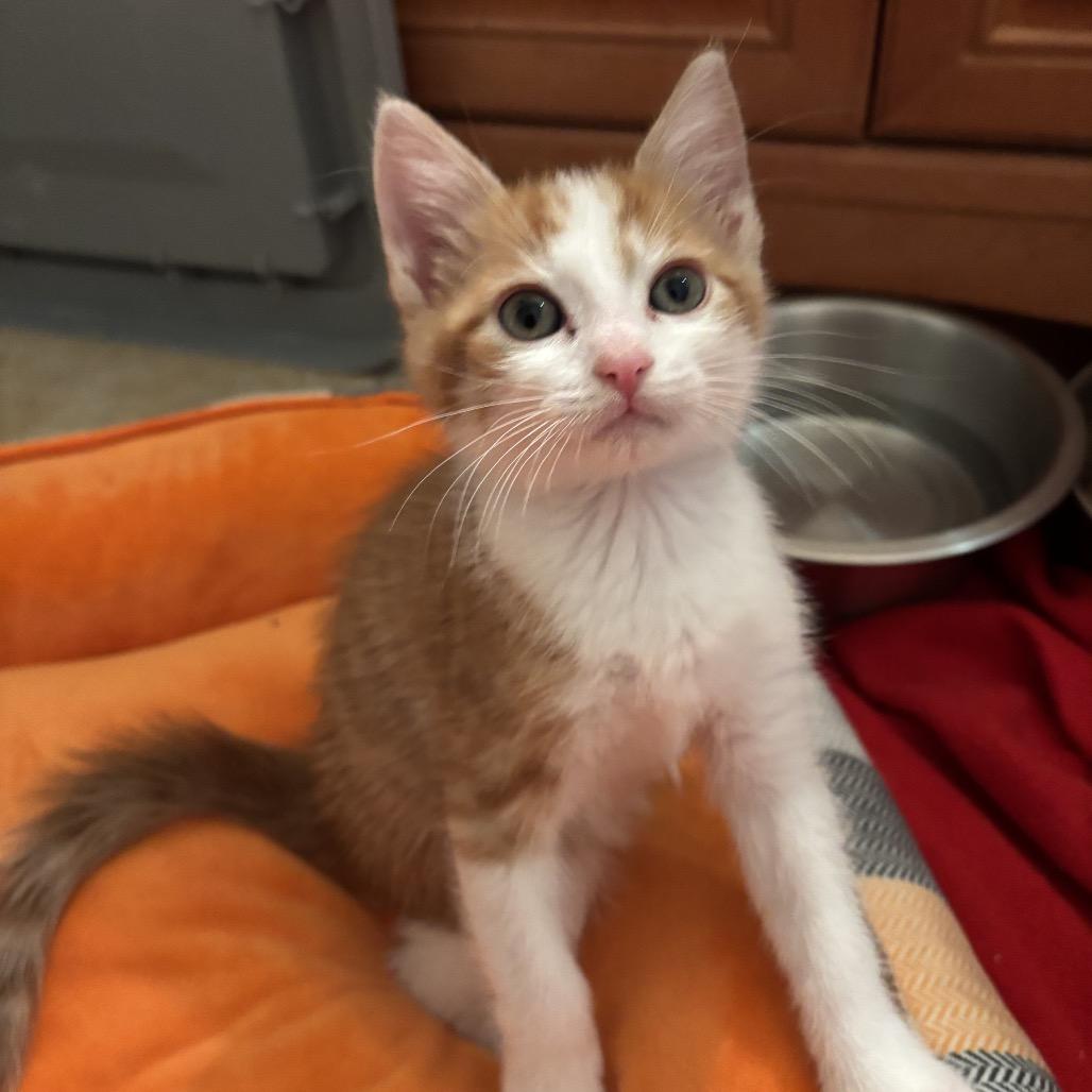 Enlarge Eddie, a Adoptable Domestic Short Hair in Bel Air, MD image 2/3