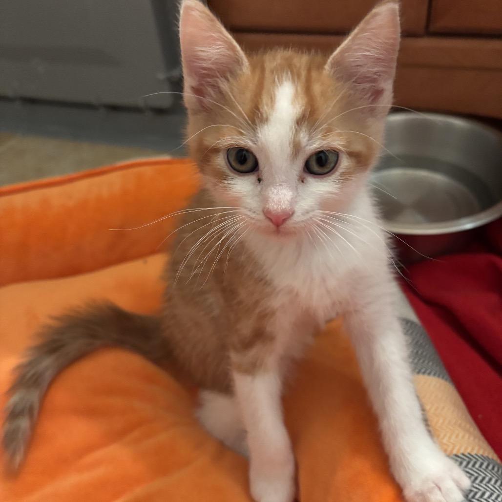 Enlarge Eddie, a Adoptable Domestic Short Hair in Bel Air, MD image 3/3