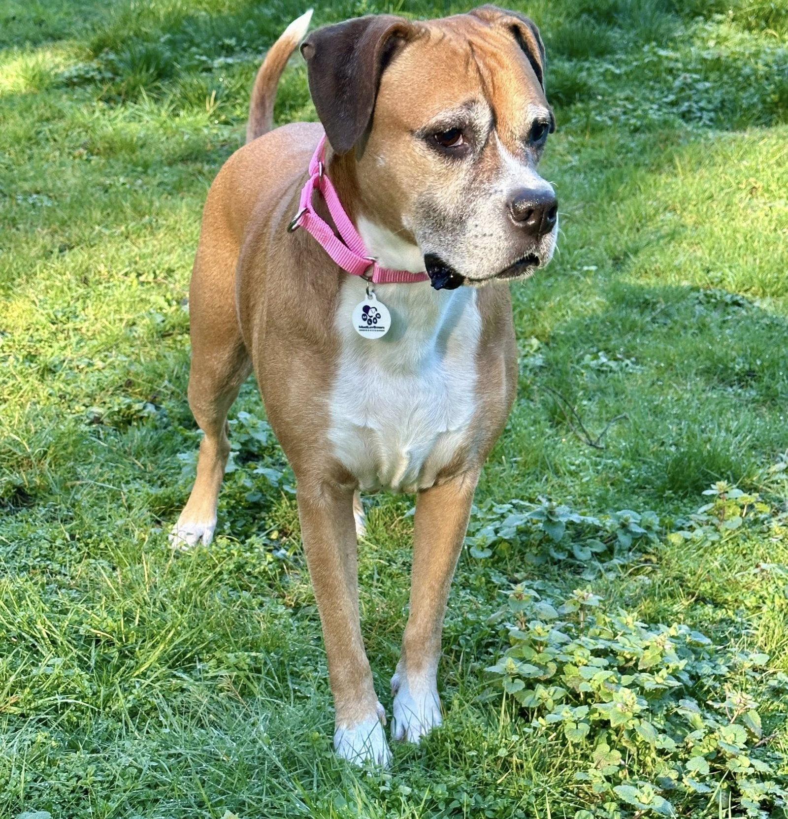 Enlarge Puddles, a Adopted Boxer in Stanwood, WA image 1/3