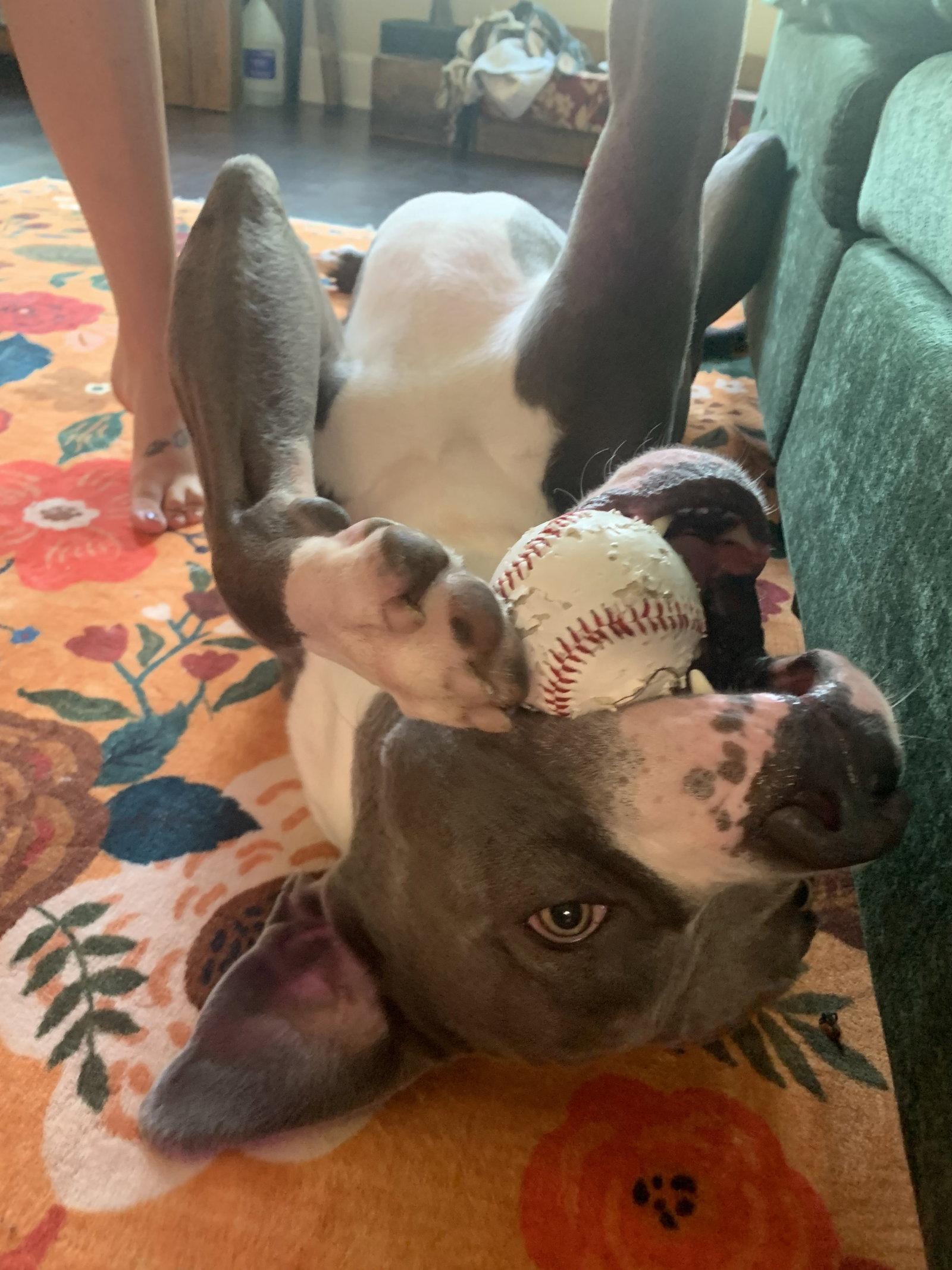Butler, Adoptable, Adult Male American Bulldog.