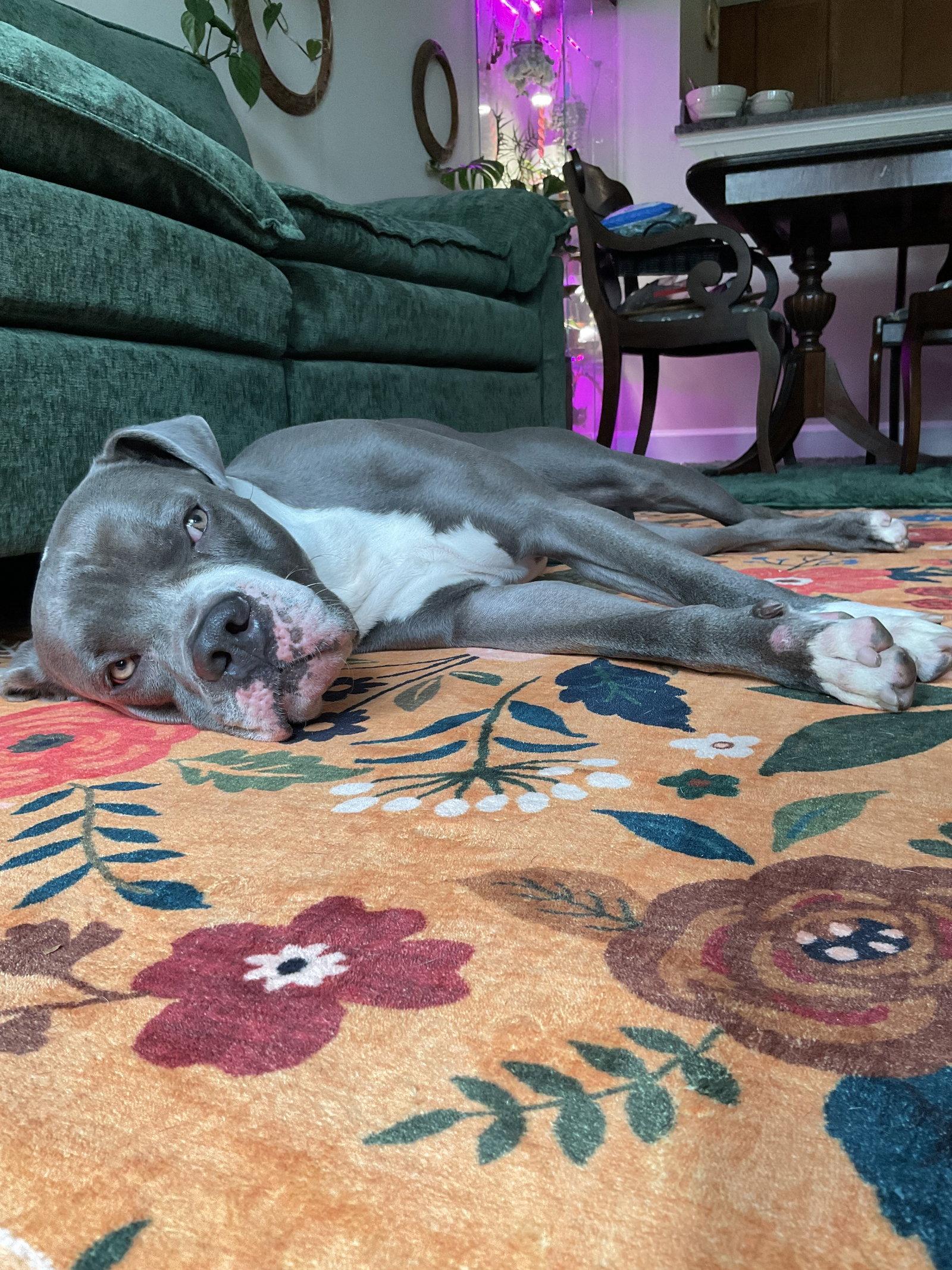 Butler, a Adoptable American Bulldog in Herndon, VA image 2/3
