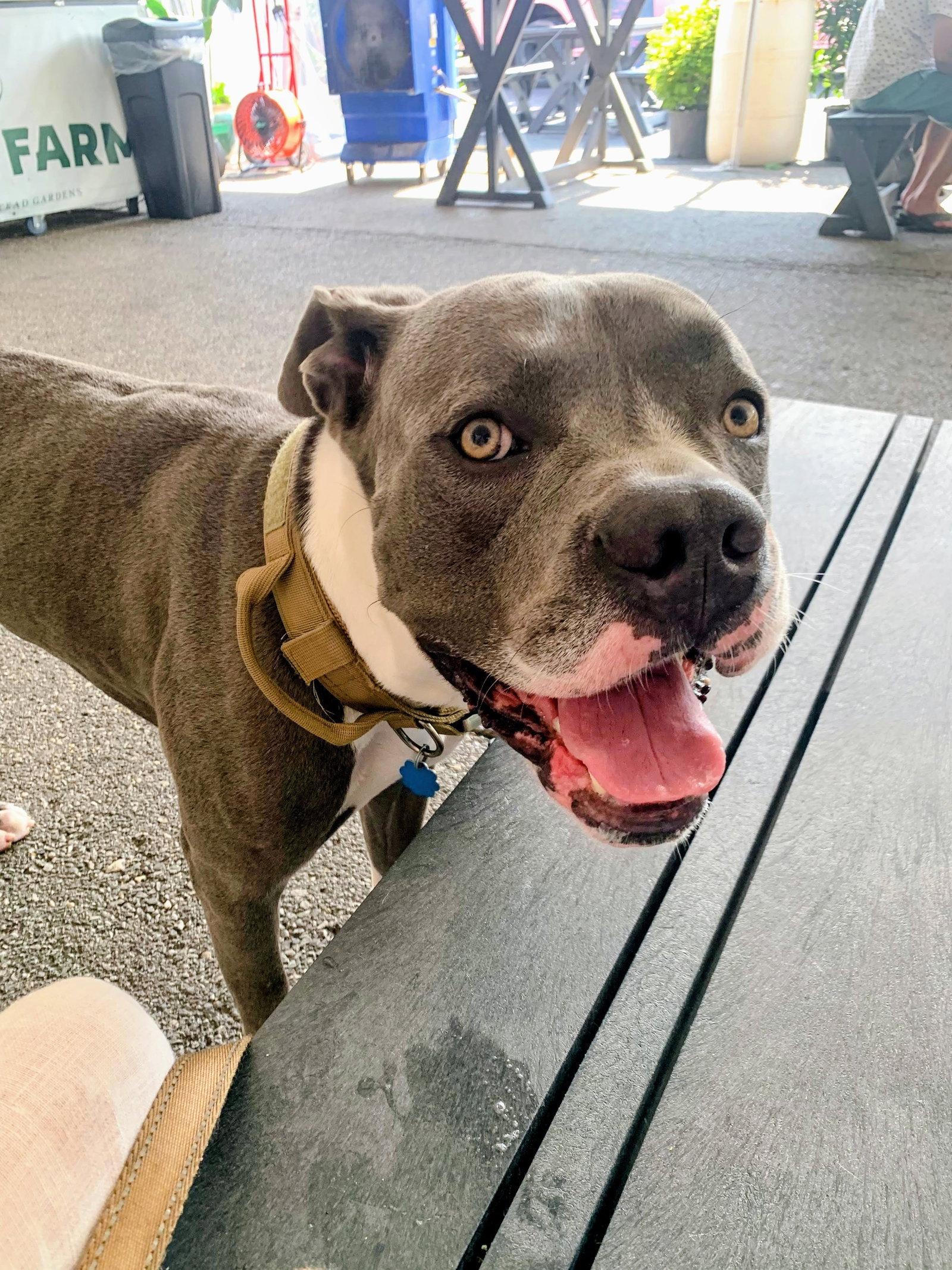 Butler, a Adoptable American Bulldog in Herndon, VA image 3/3