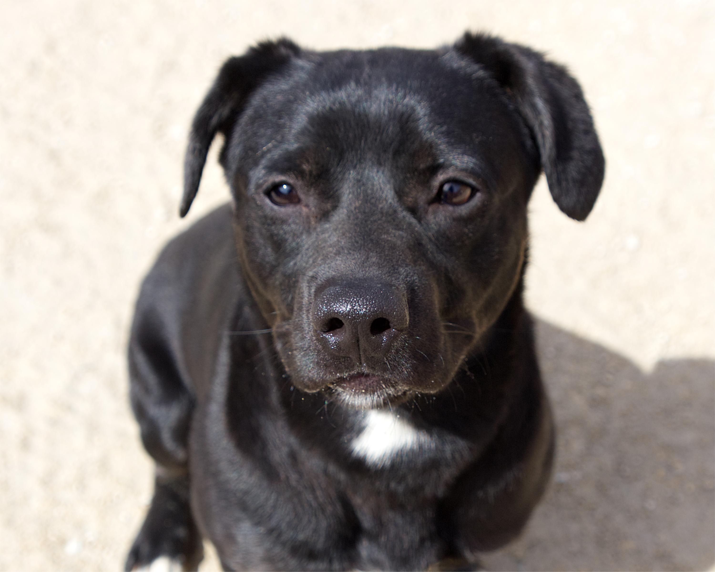 Enlarge Stockton, an adoptable mixed breed in Winnipeg, MB image 1/3