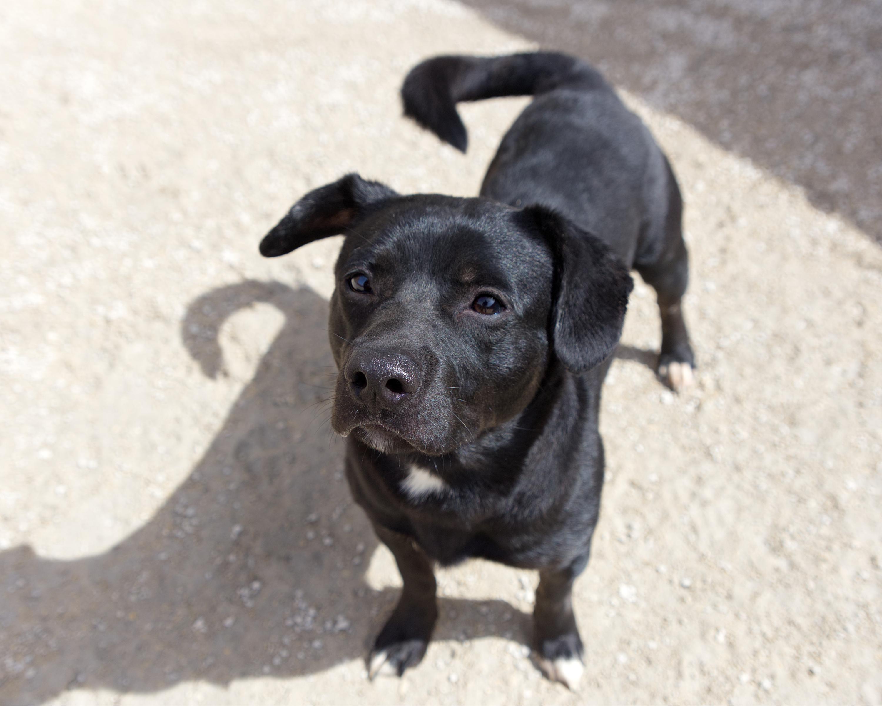 Enlarge Stockton, an adoptable mixed breed in Winnipeg, MB image 2/3