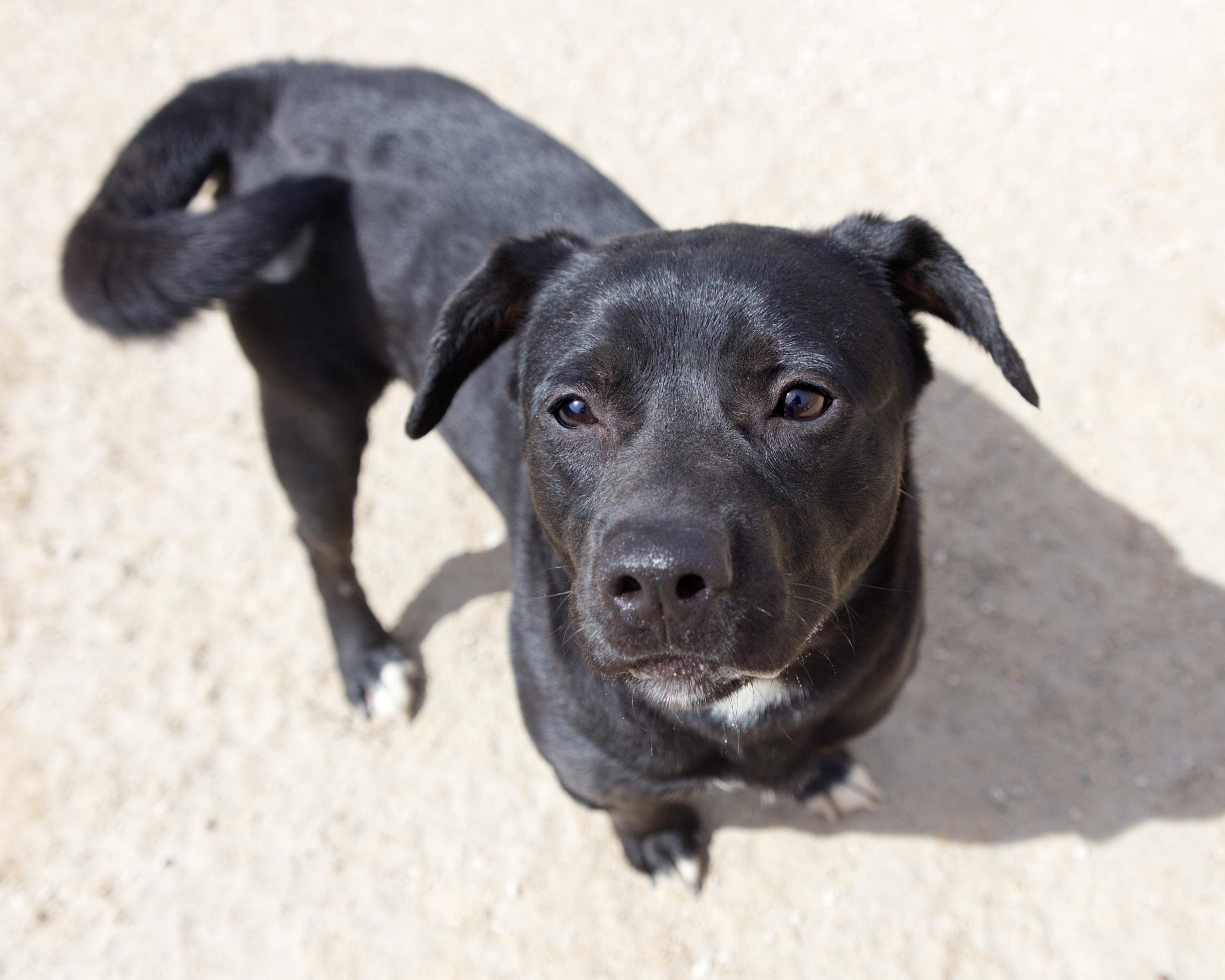 Enlarge Stockton, an adoptable mixed breed in Winnipeg, MB image 3/3
