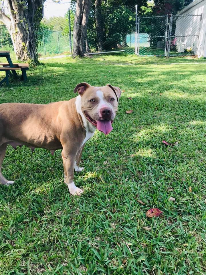 Enlarge Princess, a Adoptable American Staffordshire Terrier in Coral Springs, FL image 1/4