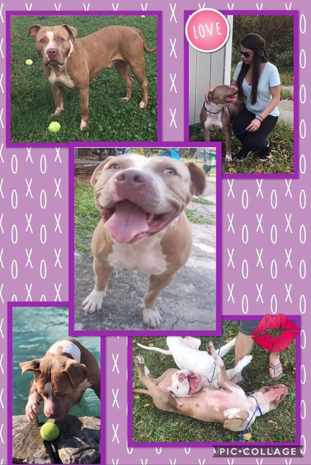 Enlarge Princess, a Adoptable American Staffordshire Terrier in Coral Springs, FL image 2/4