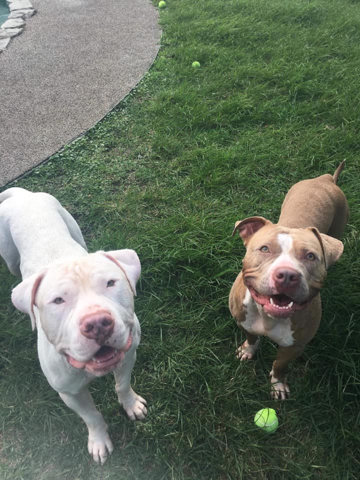 Enlarge Princess, a Adoptable American Staffordshire Terrier in Coral Springs, FL image 3/4
