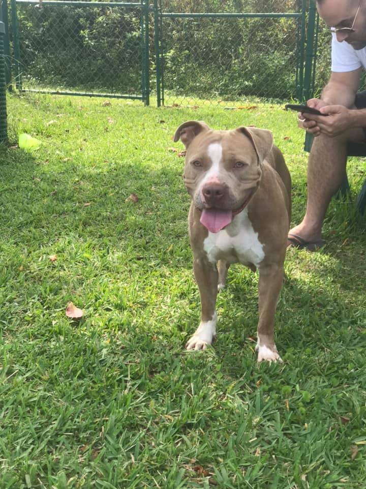 Enlarge Princess, a Adoptable American Staffordshire Terrier in Coral Springs, FL image 4/4