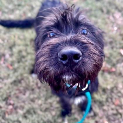 Sendai (Stormy), Adoptable, Young Female Standard Schnauzer.