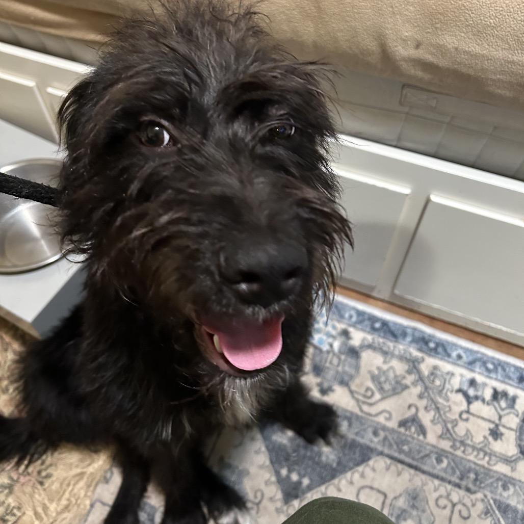 Enlarge Sendai (Stormy), a Adoptable mixed breed in Arlington, VA image 2/6