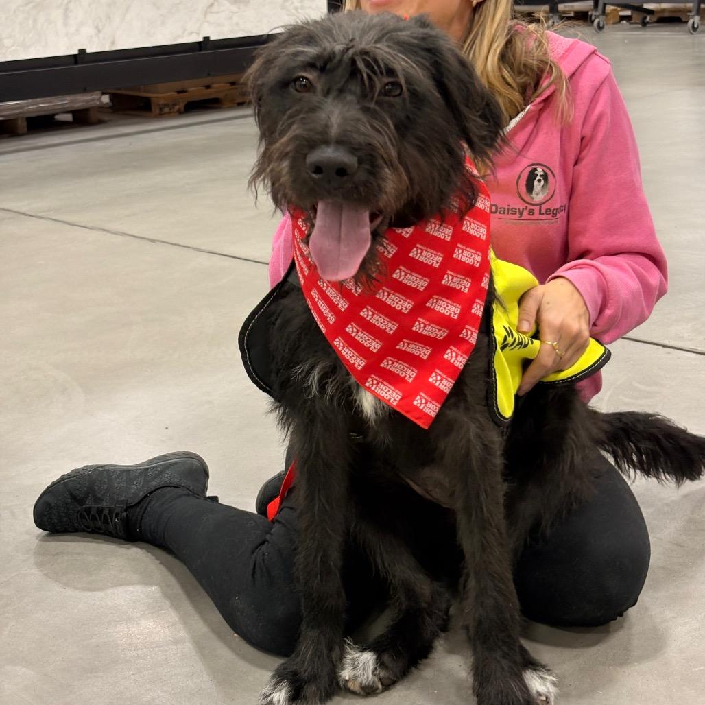 Enlarge Sendai (Stormy), a Adoptable mixed breed in Arlington, VA image 3/6