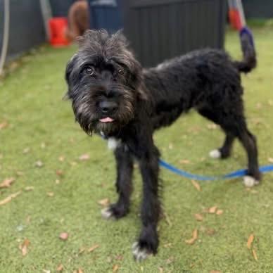 Enlarge Sendai (Stormy), a Adoptable mixed breed in Arlington, VA image 4/6