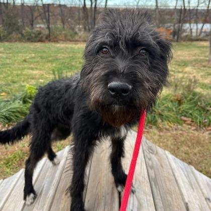 Enlarge Sendai (Stormy), a Adoptable mixed breed in Arlington, VA image 5/6