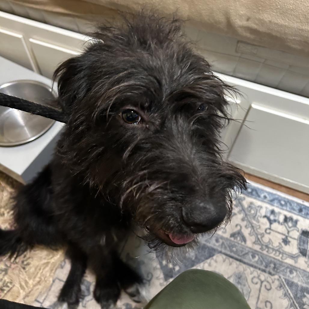 Enlarge Sendai (Stormy), a Adoptable mixed breed in Arlington, VA image 6/6