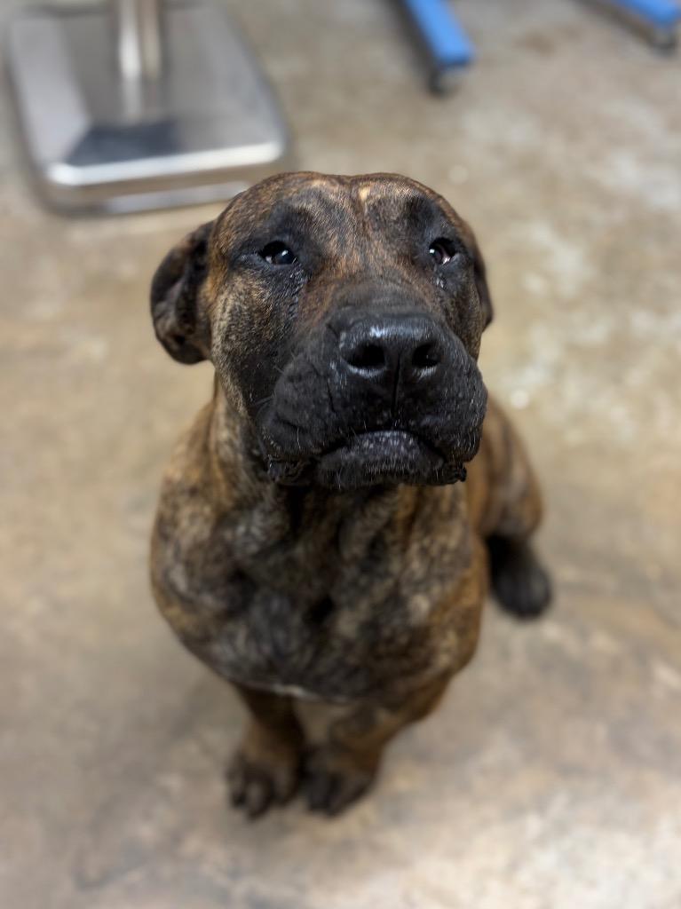 Enlarge Angus, a Adoptable mixed breed in Lockhart, TX image 1/1