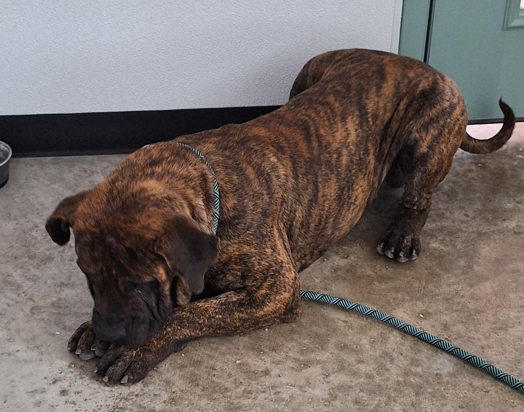 Enlarge Angus, a Adoptable mixed breed in Lockhart, TX image 2/2