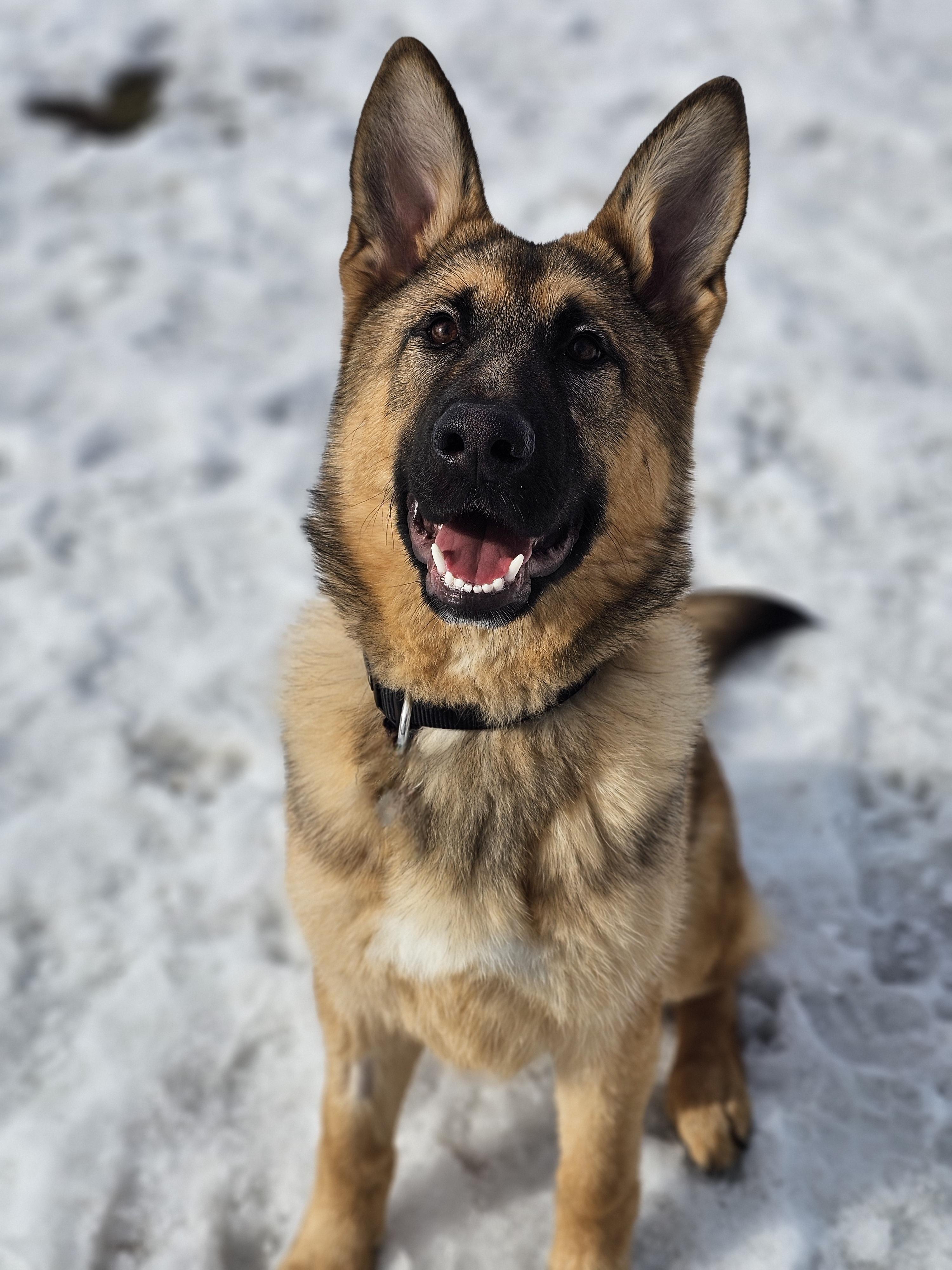 Kronk, ADOPTABLE, Young Male German Shepherd Dog.